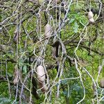 Kigelia africana Fruit