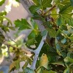 Searsia tripartita Bark