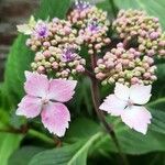 Hydrangea macrophyllaКветка