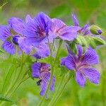 Geranium ibericum Çiçek