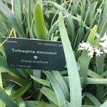 Tulbaghia simmleri Hoja