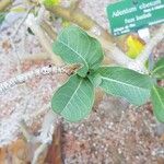Adenium multiflorum Лист