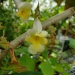 Drymonia conchocalyx Flor