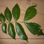 Inga alba Folla