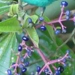 Miconia affinis Leaf