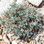 Astragalus tragacantha Folio