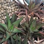 Haworthia limifolia Leaf