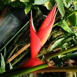 Heliconia stricta 花