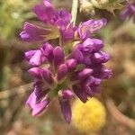 Polygala curtissii Flower