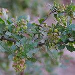 Searsia tripartita Other