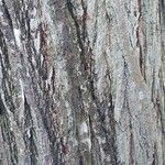 Ulmus pumila Bark