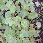 Campanula garganica Blad