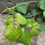 Rubus tricolor Leaf