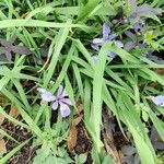 Iris douglasiana Habit