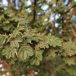 Acacia tortilis Hoja
