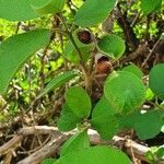 Cordia monoica ഫലം