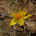 Mentzelia crocea Flors