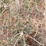 Cylindropuntia leptocaulis Habit