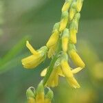 Trigonella altissima Flower