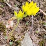 Petrosedum montanum Habitus