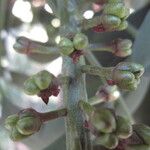 Pilocarpus pennatifolius Frukt