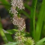 Sparganium emersum Fula