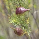 Asclepias linaria Плод