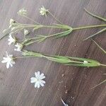 Stellaria palustrisFlower