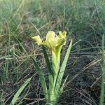 Iris arenaria