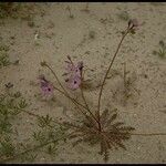 Gilia tenuiflora ശീലം