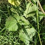 Abutilon mauritianum Levél