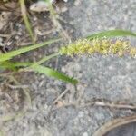 Cenchrus echinatus Fruit