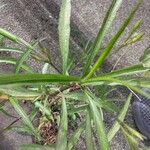 Ruellia simplex Blatt