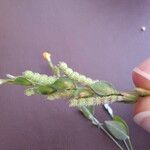 Zornia latifolia Hábito