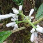 Psychotria schumanniana Blüte