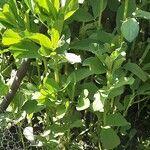 Vicia faba عادت