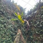 Non identificatFuelha