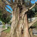 Metasequoia glyptostroboides Corteza