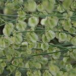 Rumex induratus ফল