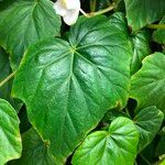 Begonia formosana Leaf