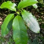 Schefflera digitata Hoja