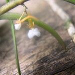 Nephrangis bertauxiana Flower