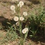 Erigeron bonariensis Flower
