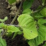 Physalis pruinosa Hoja