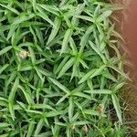 Persicaria amphibia Habit