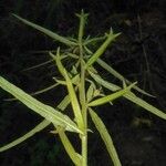 Ludwigia decurrens Leaf