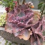 Echeveria shaviana برگ