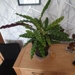 Calathea lancifolia Hoja