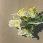 Linaria supina Цветок