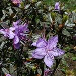 Rhododendron impeditum Flower